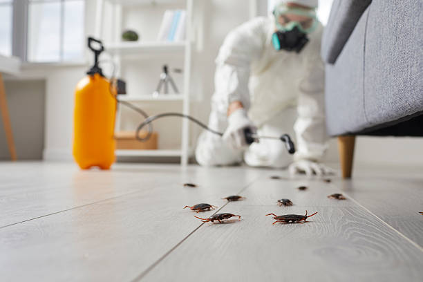Commercial Kitchen Cockroach Control in Guadalupe